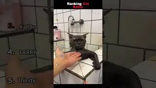 RankTheCats 1000 Subscriber Special