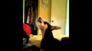 Dog eats sour candy