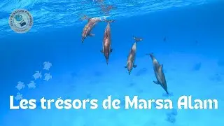 5 spots de snorkeling, plong&eacute;e, dans la Mer Rouge 🇪🇬🐬🌊