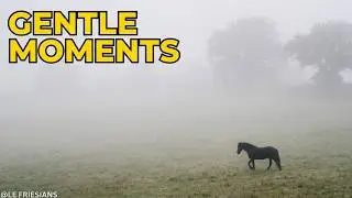 Where Time Slows 🖤 Inside the Peaceful World of Friesian Horses  Le Friesians