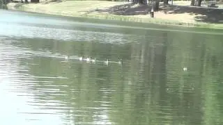 Eared Grebes family