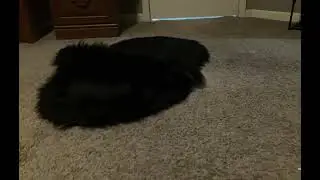 Video 81