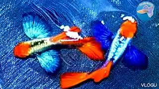 Top 5 best guppy cross breeding result in 2023, beautiful guppy's