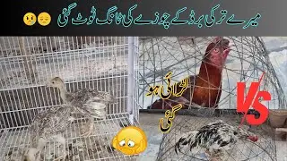 Meray turkey bird kay chick ki tang toot gai 🥺😢 || Murghay apas main lar parary 😱😱