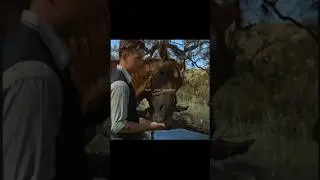 Phar Lap's death 🕊️💔 #sad #pharlap #death