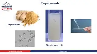 Measurement of diameter of starch grain