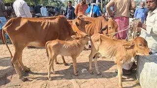 আজ ২৯/১২/২৫ | কমদামের মধ্যে বাছুরসহ গাভী গরুর দাম জানুন | আমবাড়ী হাট 