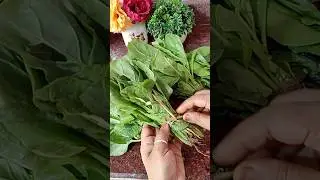 Khet ki Tazi Palak ka desi nazaara! 🥬✨ | Fresh Spinach Harvest & Recipe