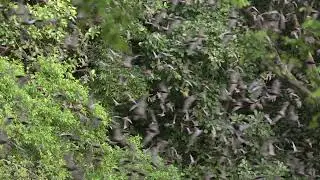 The Bat Tornado