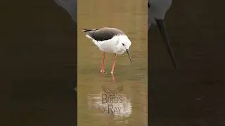 My First Encounter With a Black-Winged Stilt #shorts #birds