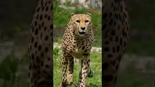 Beautiful cheetah/#cheetah #KariNature-16j