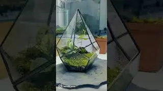 Geometric terrarium #greenery #plant #moss #terrariumart #nature #vivarium