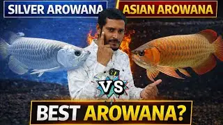 Which Arowana Best for you. Don't Buy Arowana Before Watching this ,Silver Arowana vs Asian Arowana