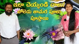 🔴BEST Tips To Get More Lotus Blooms | Best Lotus Care Guide | Gardening Tips