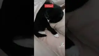 #totorro#explore#explorepage#fypシ#cat#catlover#bigcat#video