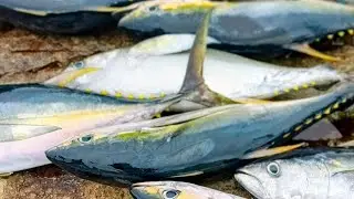 Fresh Tuna Cutting Show-Live at the Market