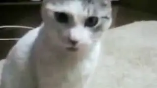 Gato domingo legal - &Oacute;&Oacute;&Oacute;&Oacute;&Oacute;&Oacute;&Oacute; - original