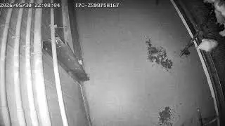 Kipster Cam 6 USA