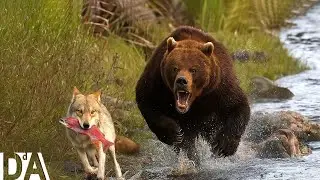 KATMAI TIERRA SALVAJE: Vida y Muerte en el Reino de los Depredadores de Alaska #vidasalvaje