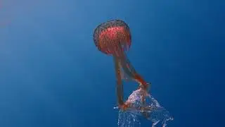 Pelagia noctiluca arrastrando pl&aacute;stico