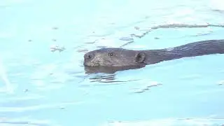 Beavers