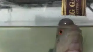 Ikan louhan umur 7 bulan udah jinak BISA LOMPAT