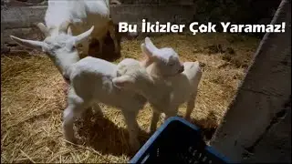 İKİZ YAVRULARIMIZLA TANIŞIN🎉 KEÇİLER ÇOK BEREKETLİ HAYVANLAR MAŞALLAH🧿 ET DESEN ET, SÜT DESEN SÜT !!