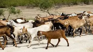 500 hundred goats and sheeps, Biggest goat in the world