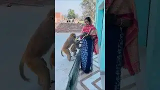 Chiknu bajju monkey best funny video 😂🐒 #animallife #monkeyclip #funny #funnyanimal