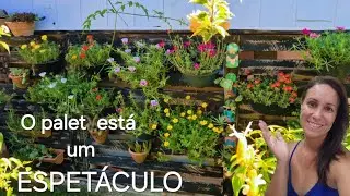 ONZE HORAS E PORTULACAS COLORINDO O JARDIM NO VERÃO 