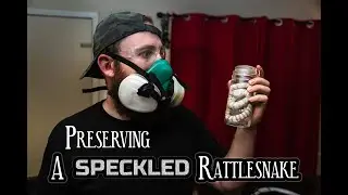 PRESERVING A SPECKLED RATTLESNAKE - An Exceptionally Rare Wet Specimen