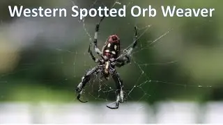 Western Spotted Orb Weaver Spider in a web