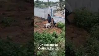 Ox rescue at Cuttack, Sartol.#Good people with good intentions.