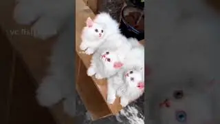 Cute My White Cat...❤️😘 #cats #catlover #catvideos #teluguvideo #vcfishmind