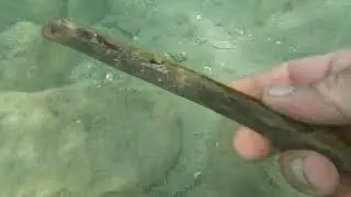 deniz tabanında bulunanlar