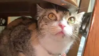 AUTUMN OCTOBER 26 2019 #shorts #missingcat 