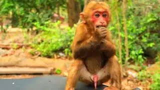 OMG Never Seen You | Amazing Wild Monkey