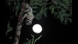 Protecting Slow Lorises in Indonesia