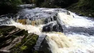 salmon leaping river allan scotland