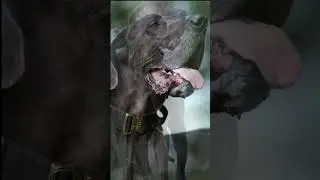 I am Single ⛓️The Great Dane 👹#shorts #trwnding #status |Ragu Pets Vlog| Tamil ❤️
