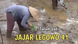 TANAM PADI JAJAR LEGOWO 41 SATU TAHUN TANAM 3 KALI