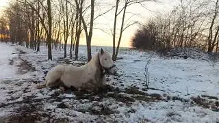 To white horse 🐎, which lay down on the snow / К белой лошадке 🐴, которая прилегла на снег + #horse