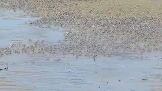 An army of light-blue soldier crabs on a pristine beach in North Queensland, Australia