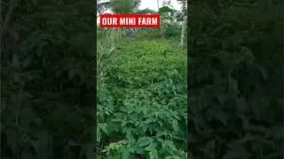 Our Mini Vegetable Farm