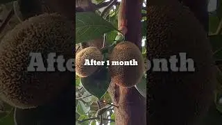 A short documentory on Jackfruit
