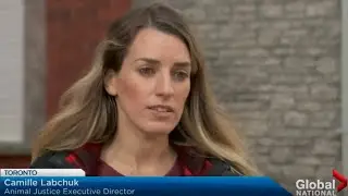 Animal Justice Says Rodeo Shouldn't Be Official Sport of Alberta