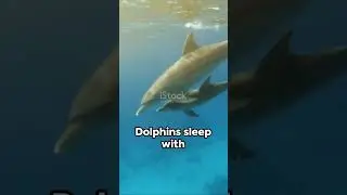 Dolphins: More Than Just Flippers and a Smile!!