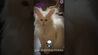 Cute cat transformation💀 new version