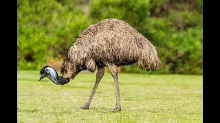 Adventurous Kids: Flightless Birds