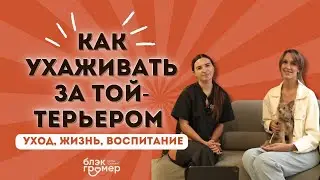 Как ухаживать за длянношерстным той-терьером| груминг той-терьера |той-терьер|Юлия Дягель Блэкгрумер